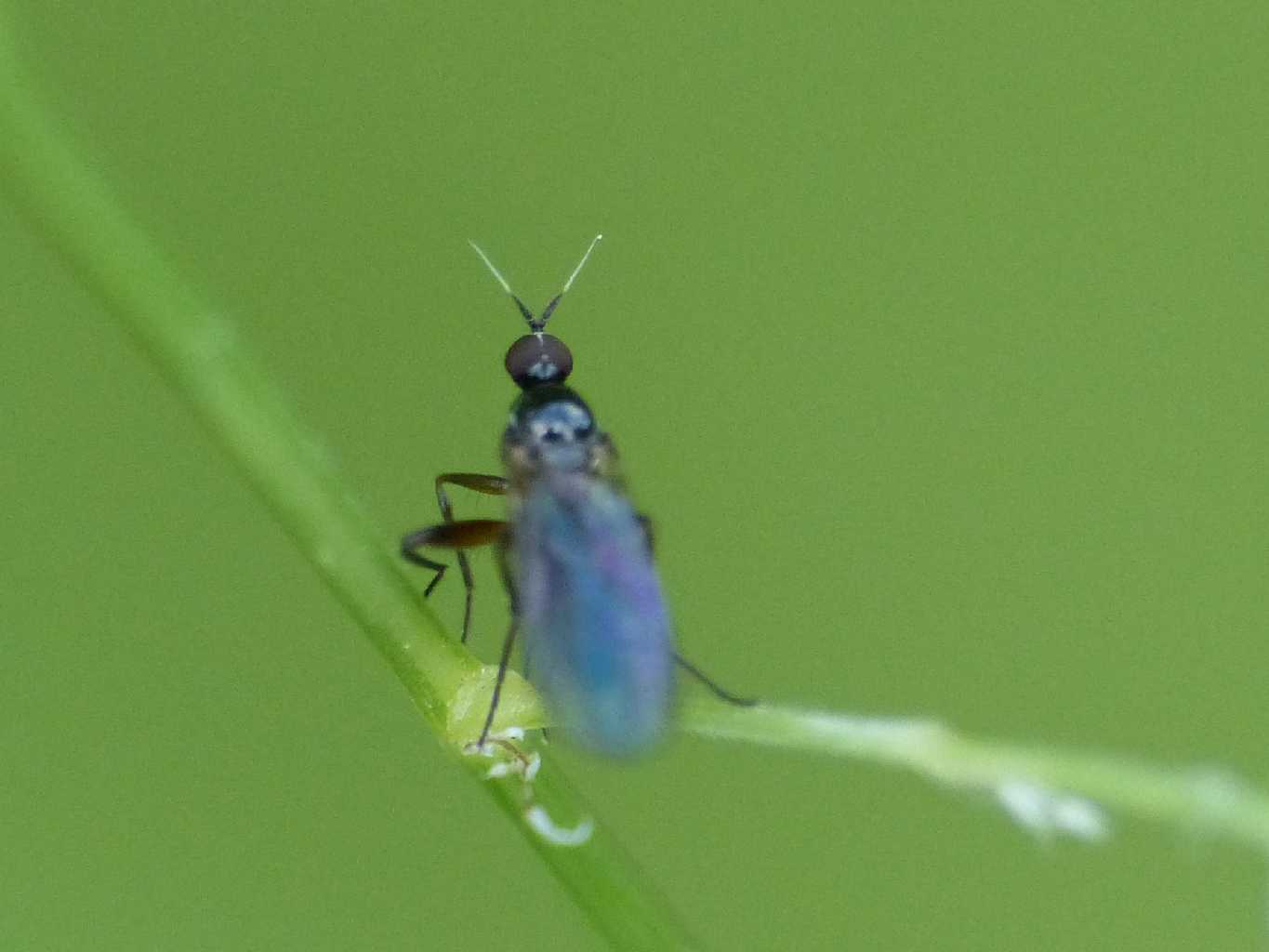 Hybotidae: Platipalpus sp.?